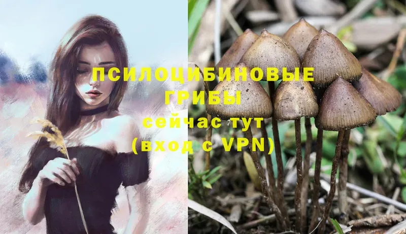 где купить   Корсаков  Псилоцибиновые грибы Psilocybine cubensis 